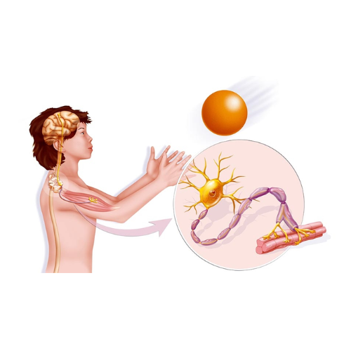 Neuromuscular Disease