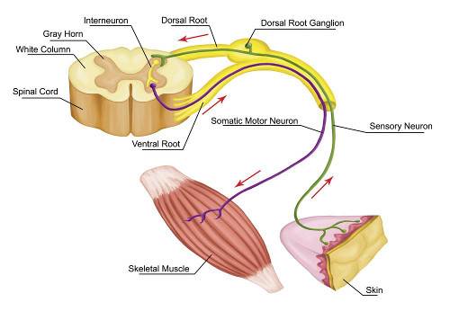 Neuromuscular Disease